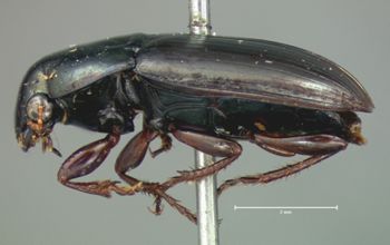 Media type: image;   Entomology 25670 Aspect: habitus lateral view